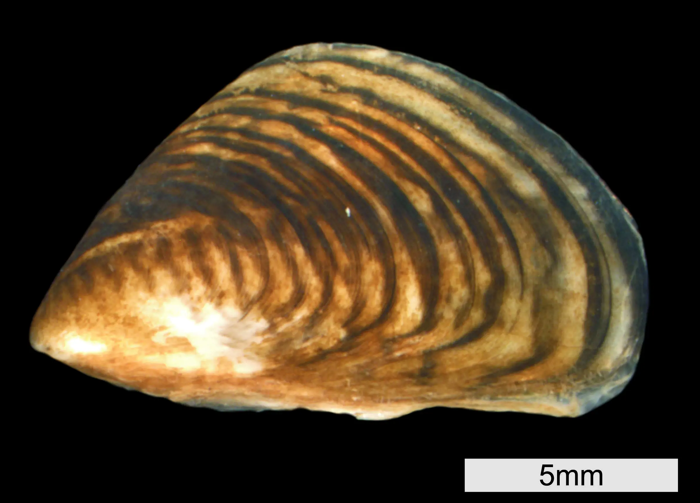 Image of quagga mussel with ruler