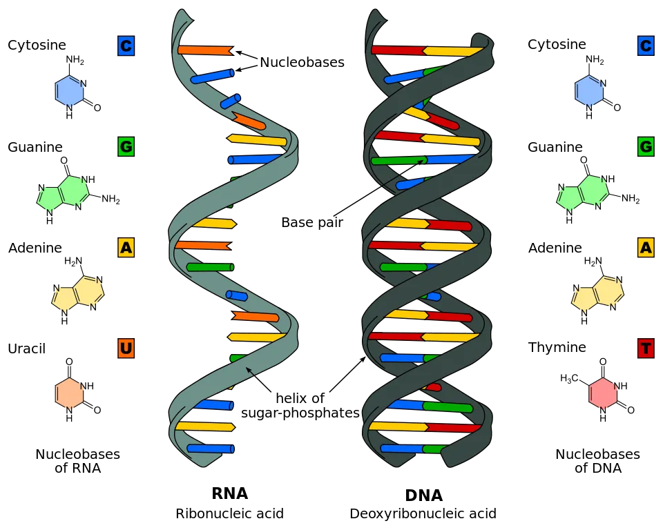 Differences between DNA and RNA (via Sponk/Wikimedia Commons)