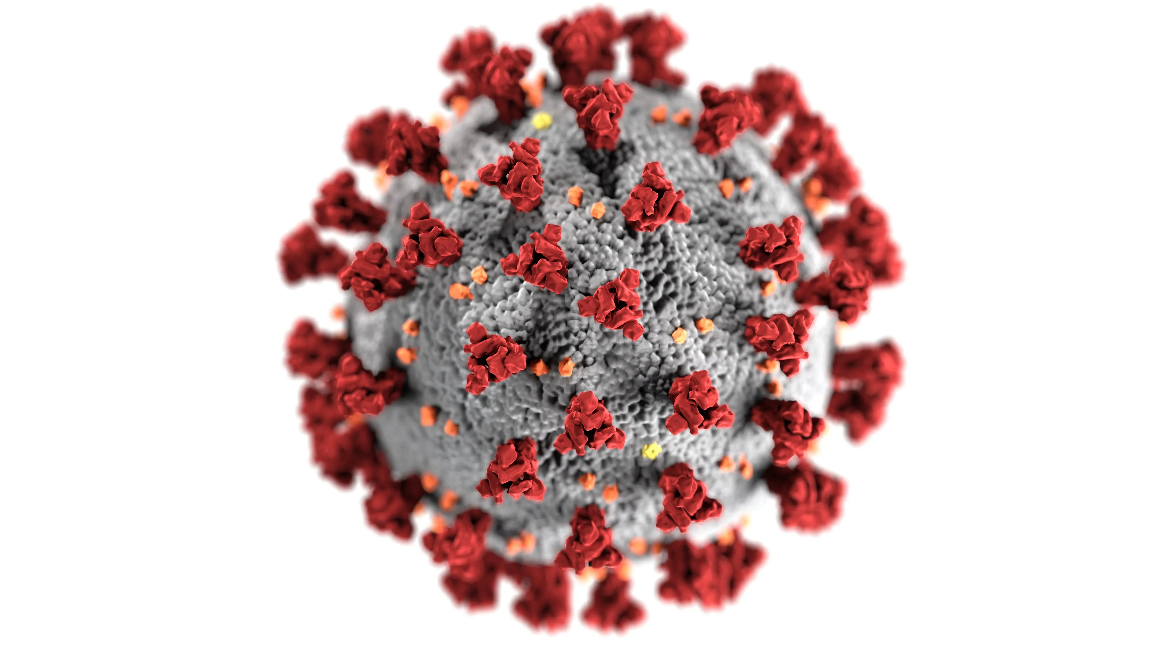 Rendering of the SARS-CoV-2 virus (via the CDC)
