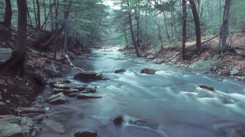Maryland Watershed Stewards